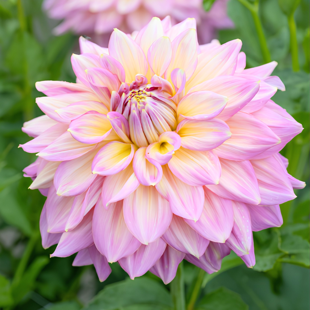 Dahlia 'Kidd's Climax'