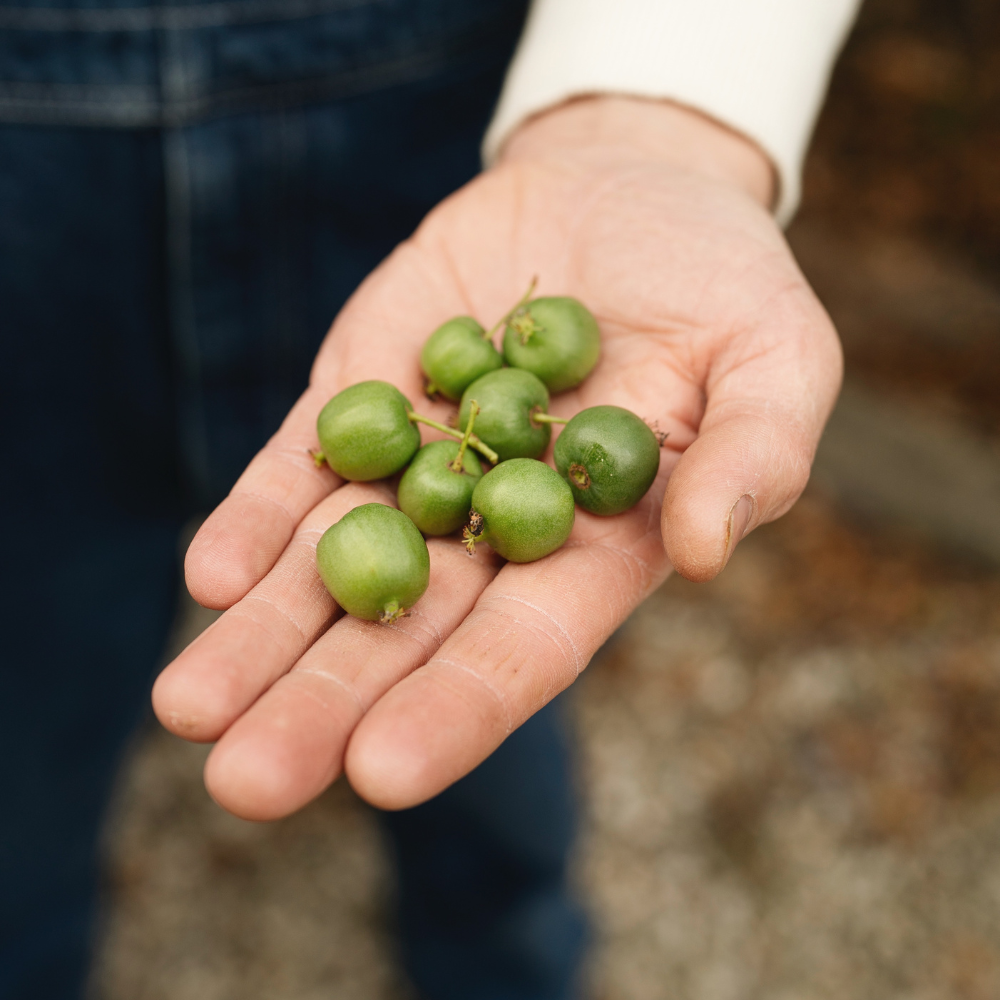 Kiwi berry 'Issai' BIO