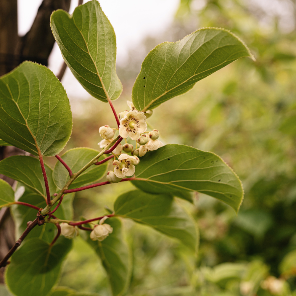 Kiwi berry 'Issai' BIO