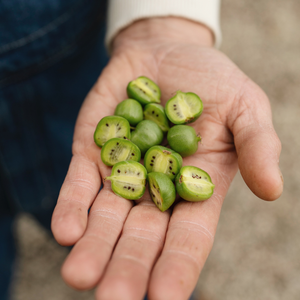 Kiwi berry 'Issai' BIO