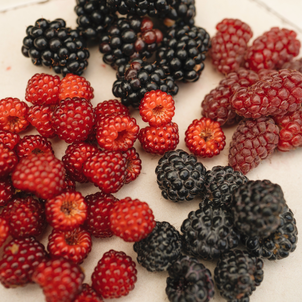 Tayberry (croisement framboise/mûre) BIO