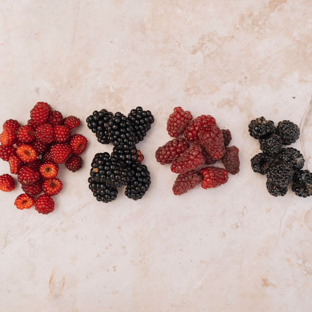 Tayberry (croisement framboise/mûre) BIO