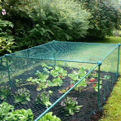 Cage de 62,5 cm de haut sur 1 m de large avec maille grossière anti-insectes (contre les papillons, mouches de l'oignon, du chou et de la carotte) (Choisir la longueur)