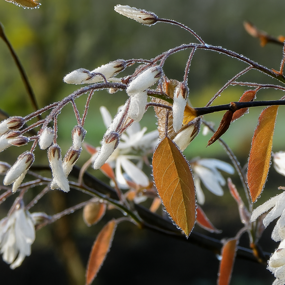 Currant 'Princess Diana'