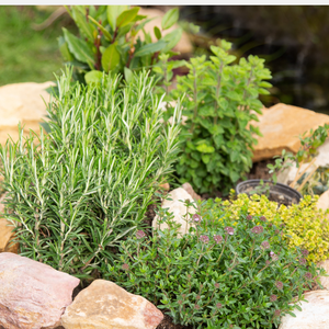 Kruidenpakket - onze 10 favorieten