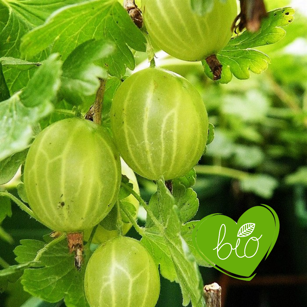 Kruisbes 'Hinnonmaki Groen' BIO