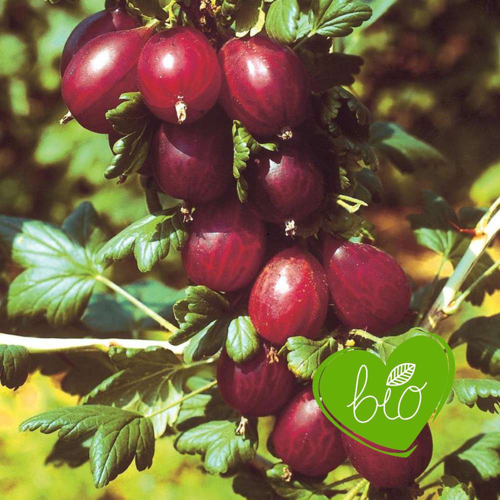 Kruisbes rood 'Hinnonmaki Rood' BIO