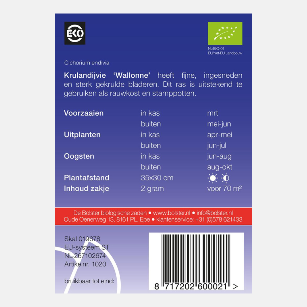Endive frisée 'Wallonne' BIO
