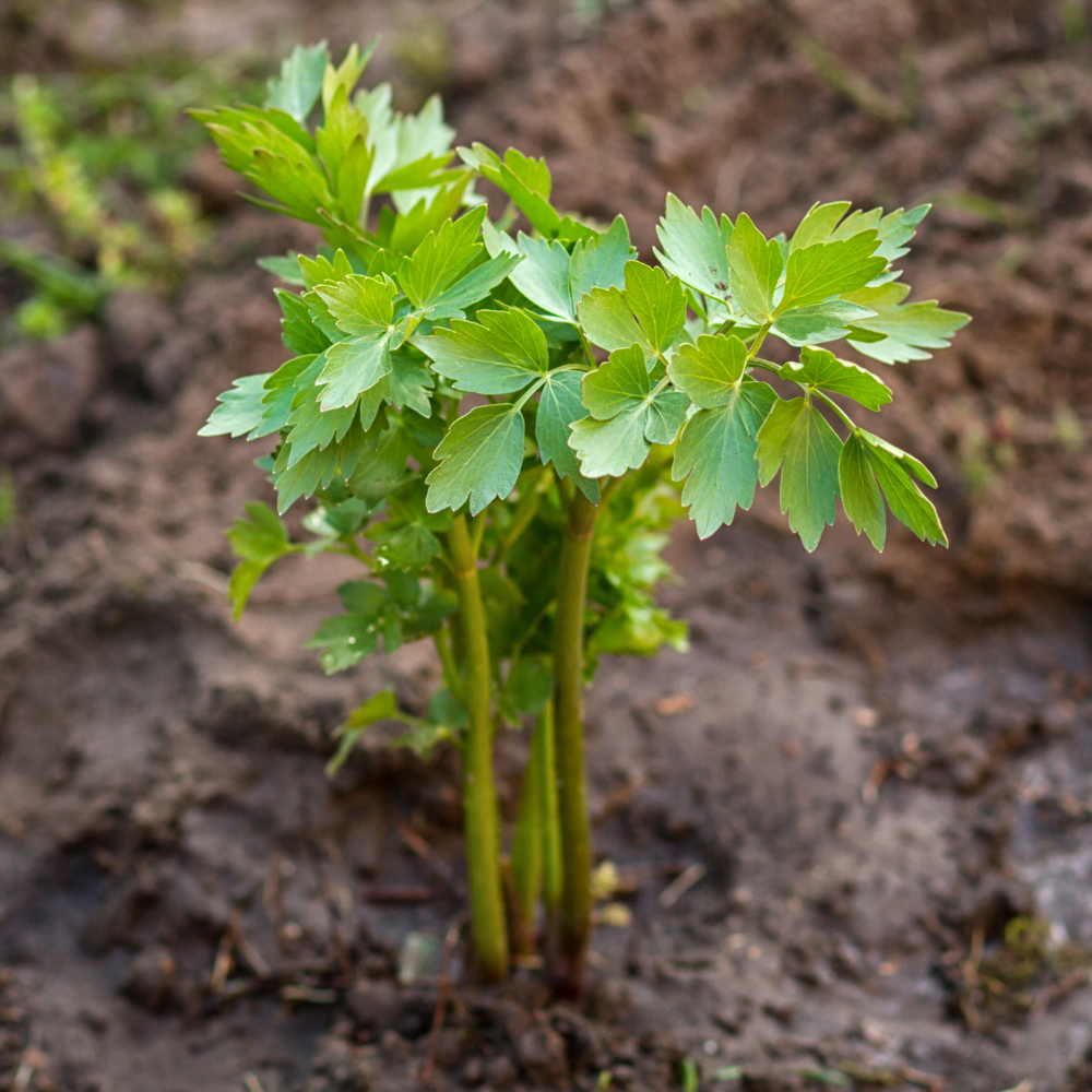 Kruidenpakket - onze 10 favorieten