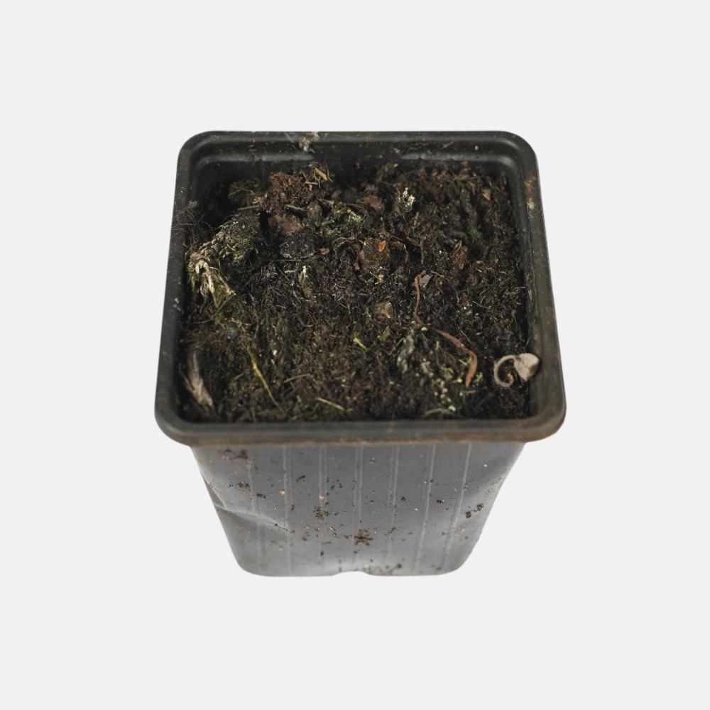 Lime clover - P9 pot