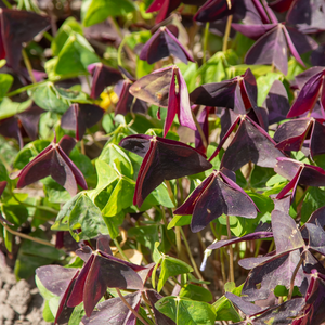 Lime clover - P9 pot