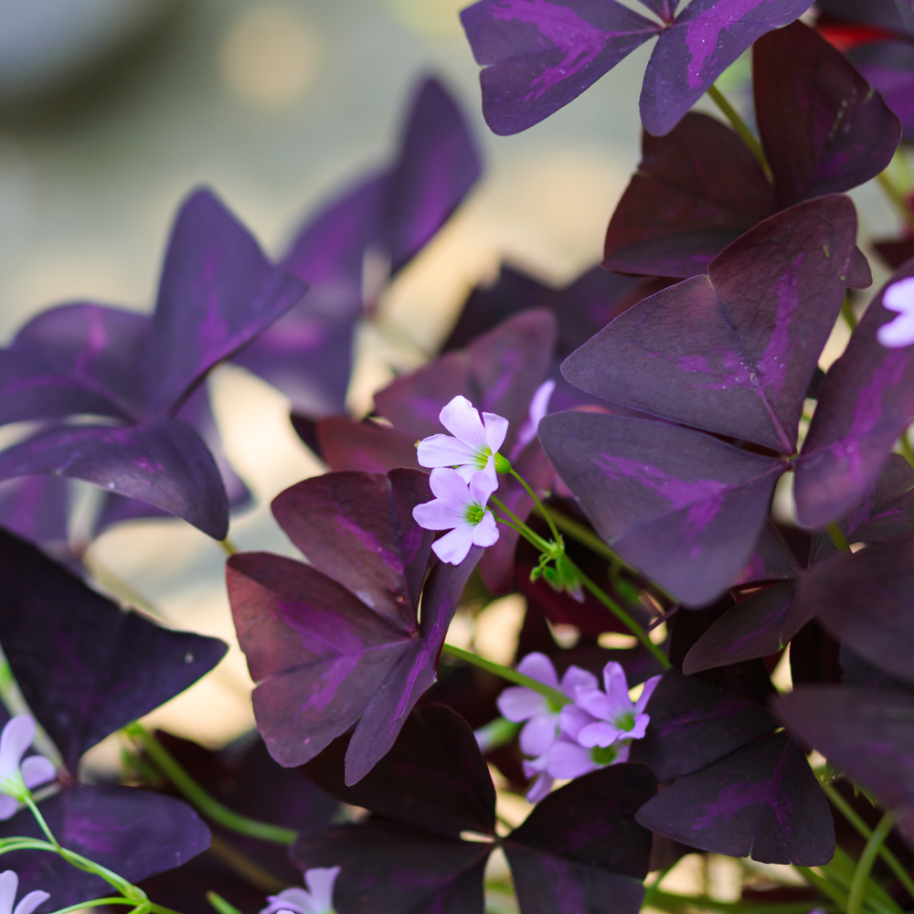 Lime clover - P9 pot