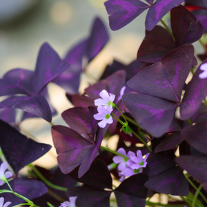 Lime clover - P9 pot