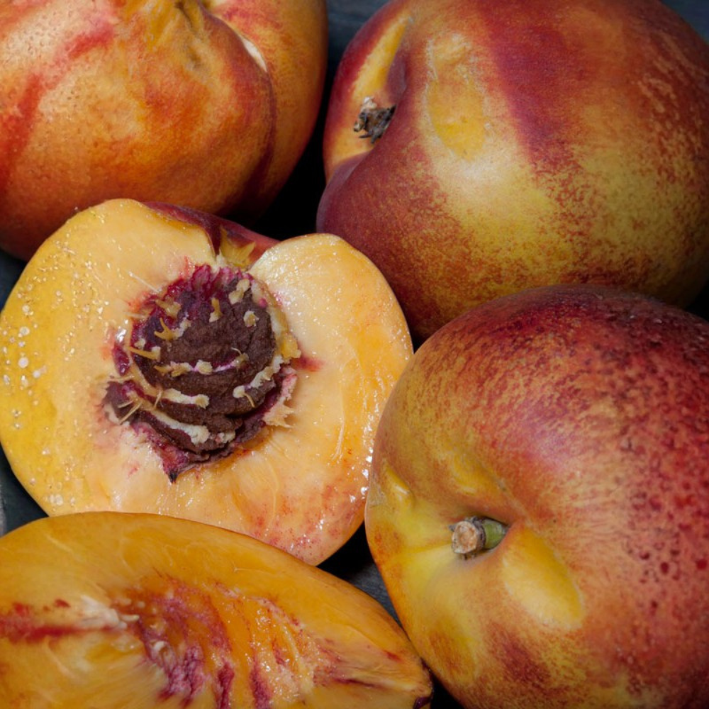 Laagstam nectarine 'Flavortop'
