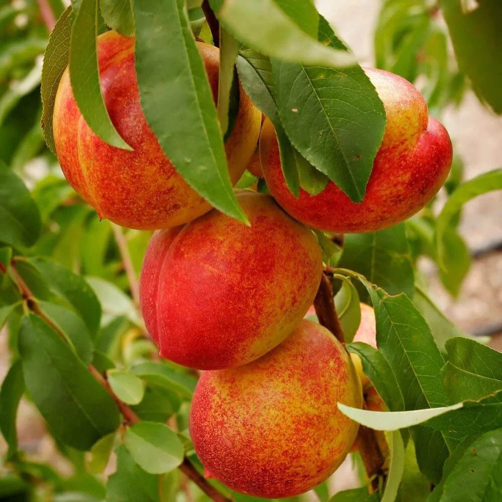 Laagstam nectarine 'Flavortop'