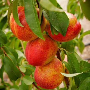 Laagstam nectarine 'Flavortop'
