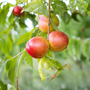 Laagstam nectarine 'Flavortop'