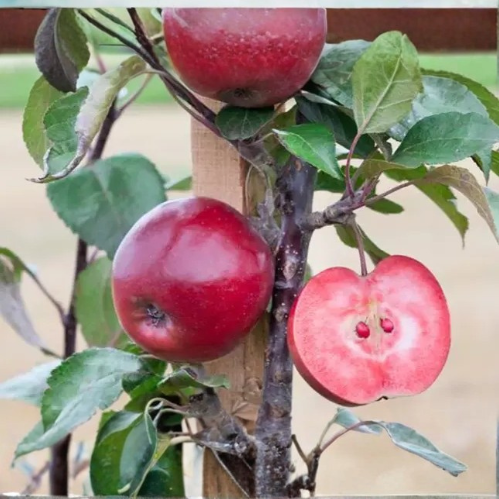 Laagstam appelboom 'Vitalstar'
