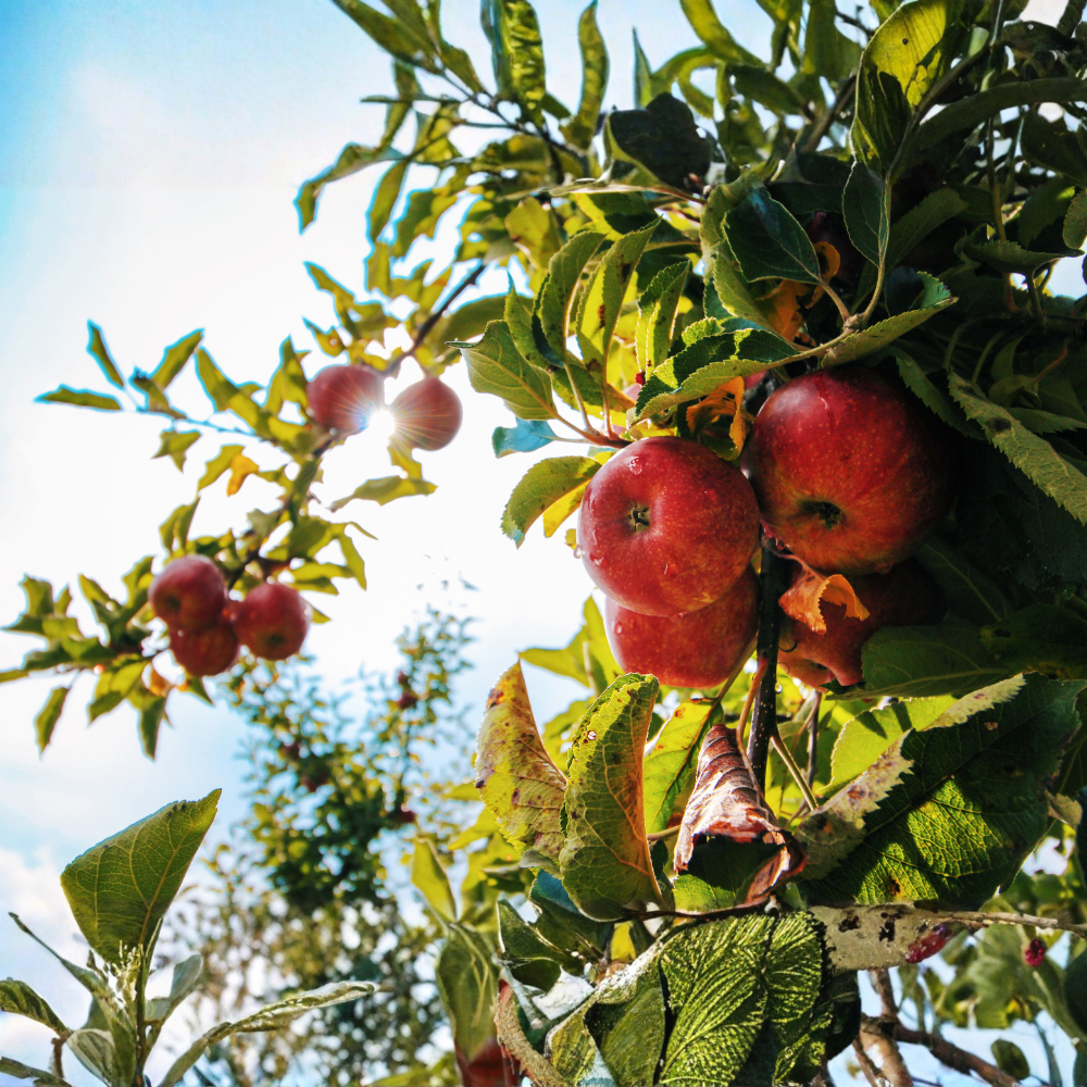 Laagstam appelboom 'Vitalstar'