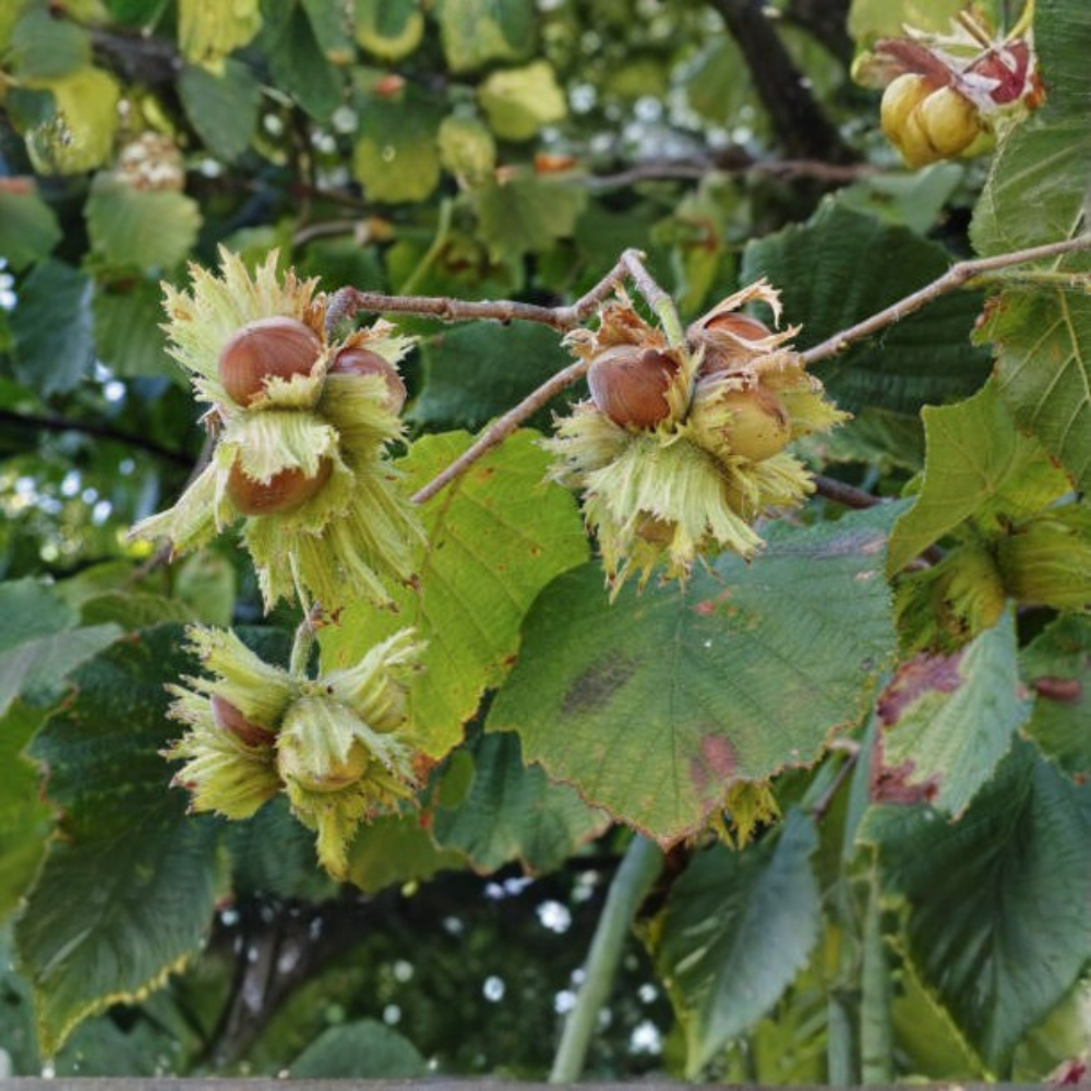 Hazelnut 'Halle'sche Riesen'