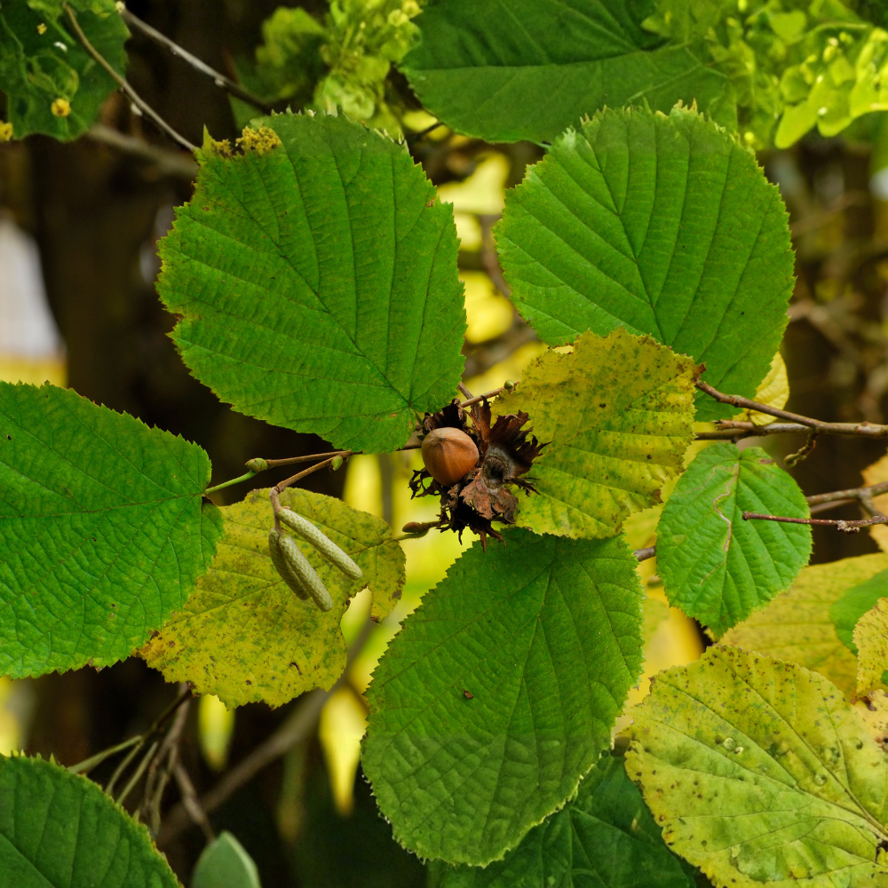 Hazelnut 'Halle'sche Riesen'