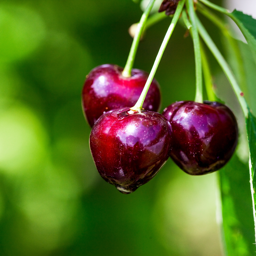 Cherry tree 'Kordia'