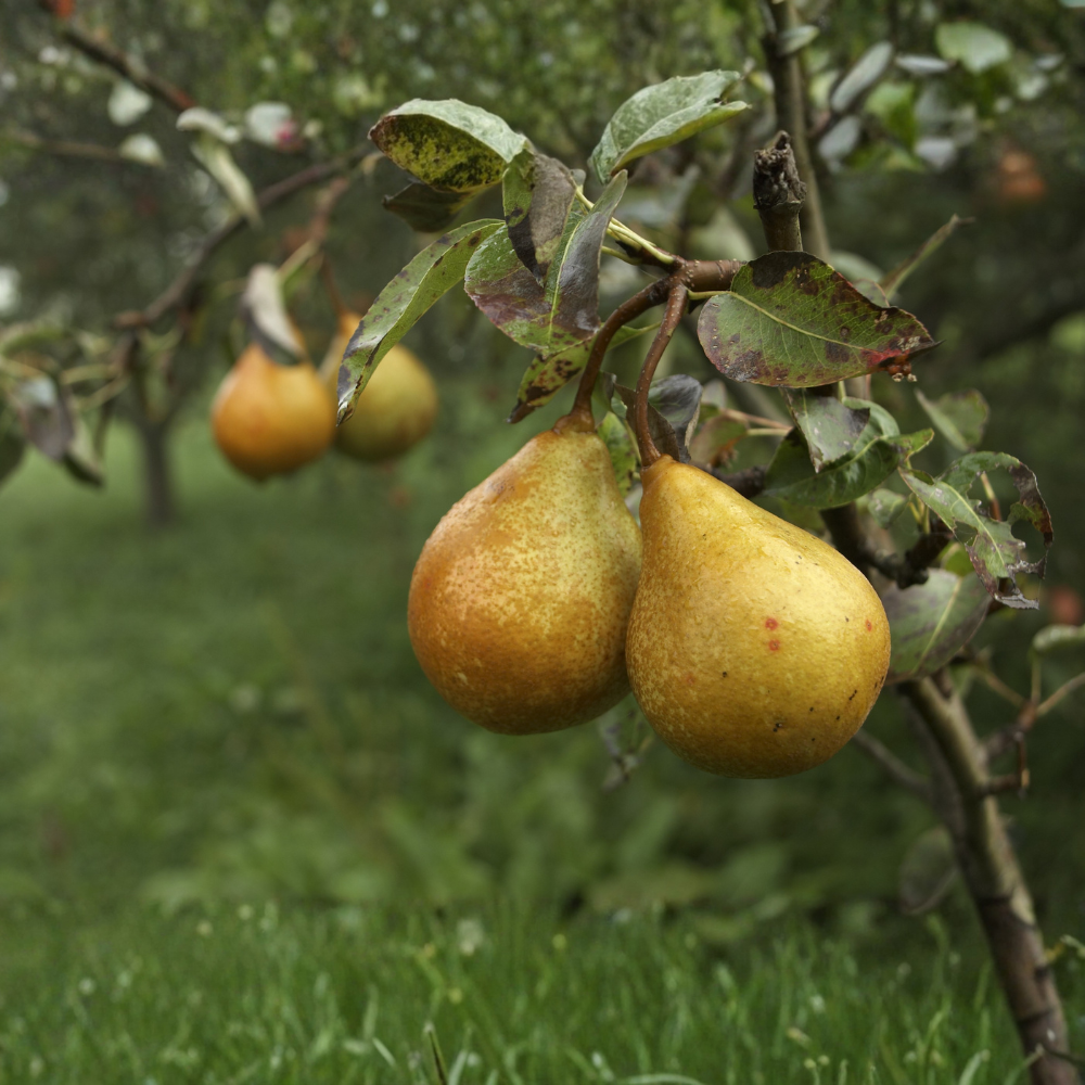 Pear tree 'Gieser Wildeman'