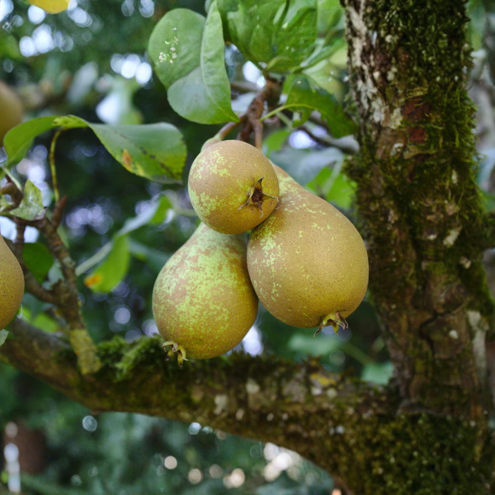 Pear tree 'Conference'