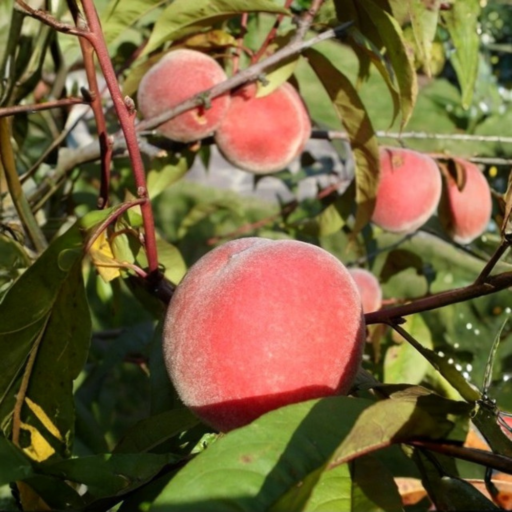 Peach tree (Red leaved) 'Rubira'