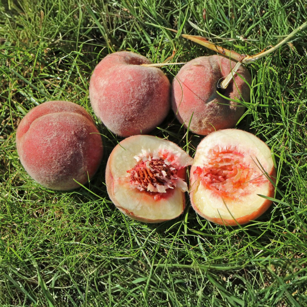 Peach tree (Red leaved) 'Rubira'