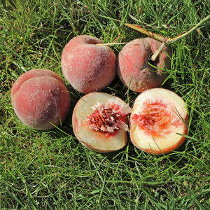 Peach tree (Red leaved) 'Rubira'