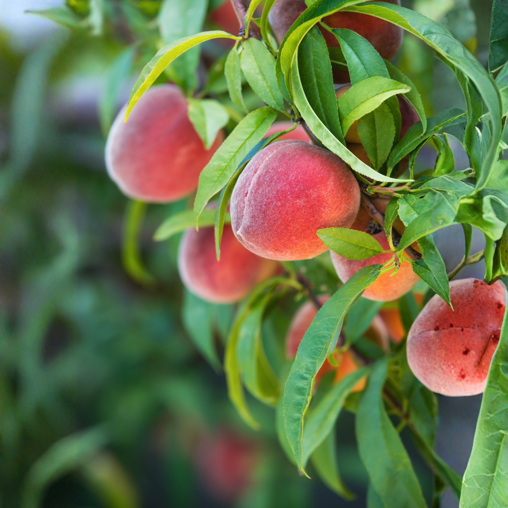 Peach tree (Red leaved) 'Rubira'