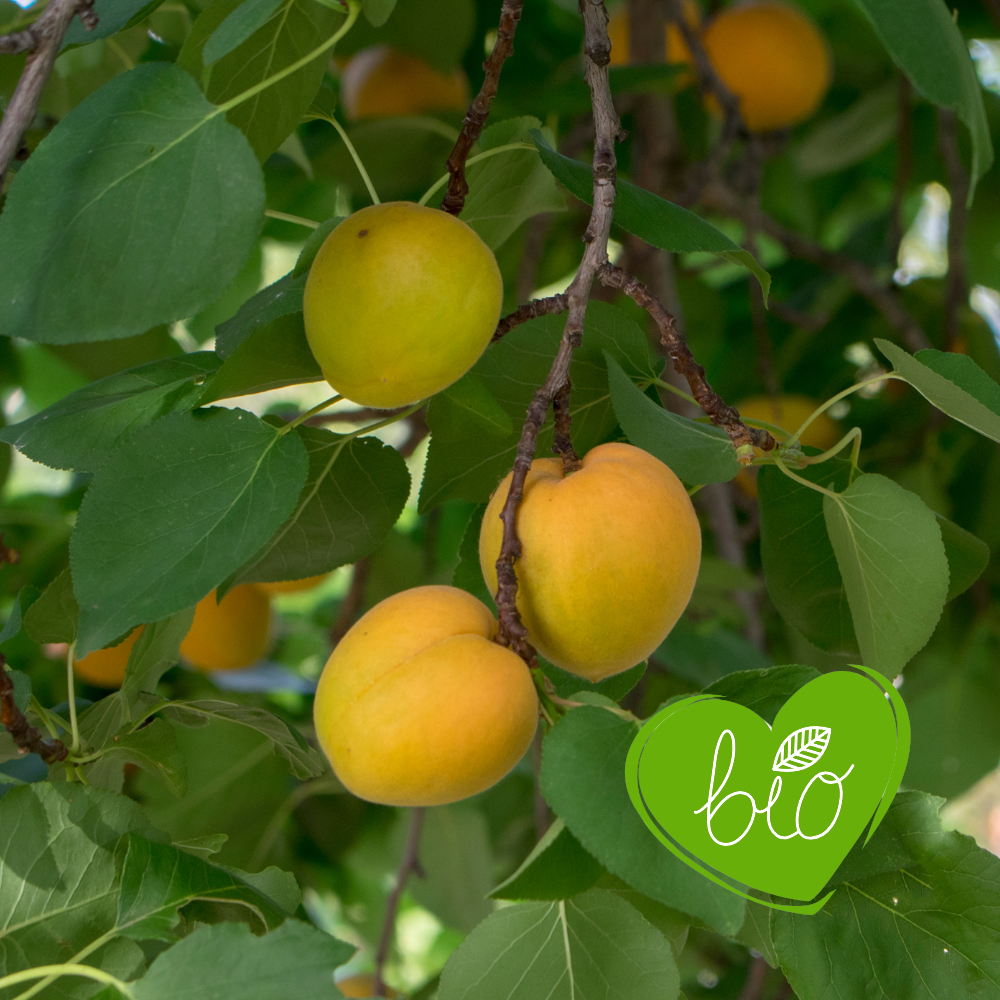 Low-stemmed plum tree 'Mirabelle de Nancy' BIO