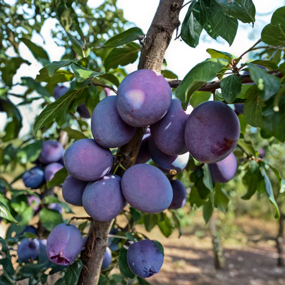 Plum tree 'President'