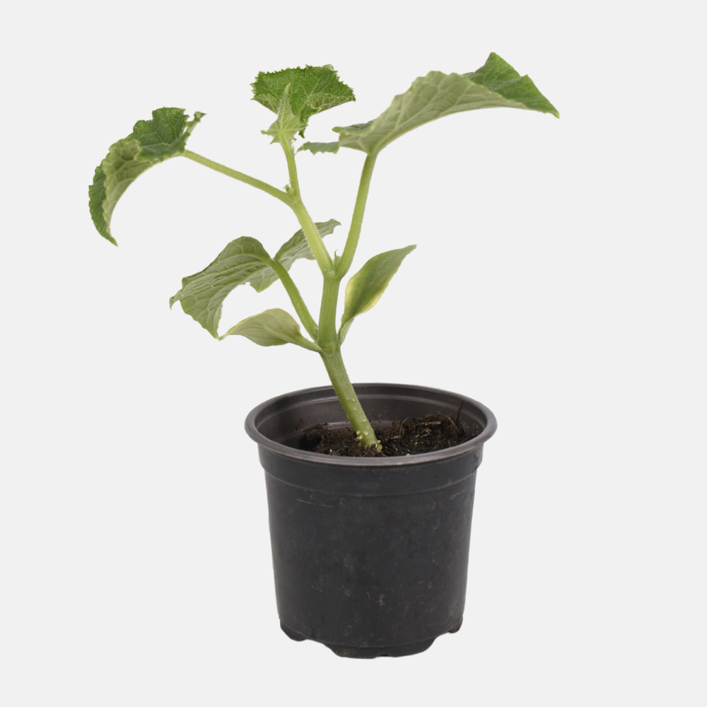 Lange Komkommer plant 1 stuk BIO