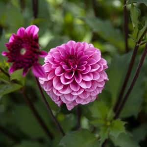 Dahlia 'Laughing Lizzy'