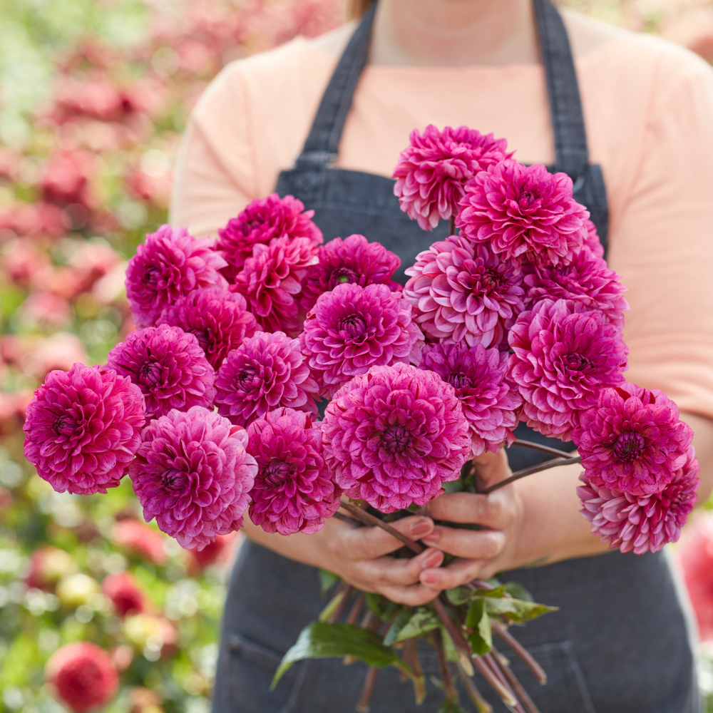 Dahlia 'Laughing Lizzy'