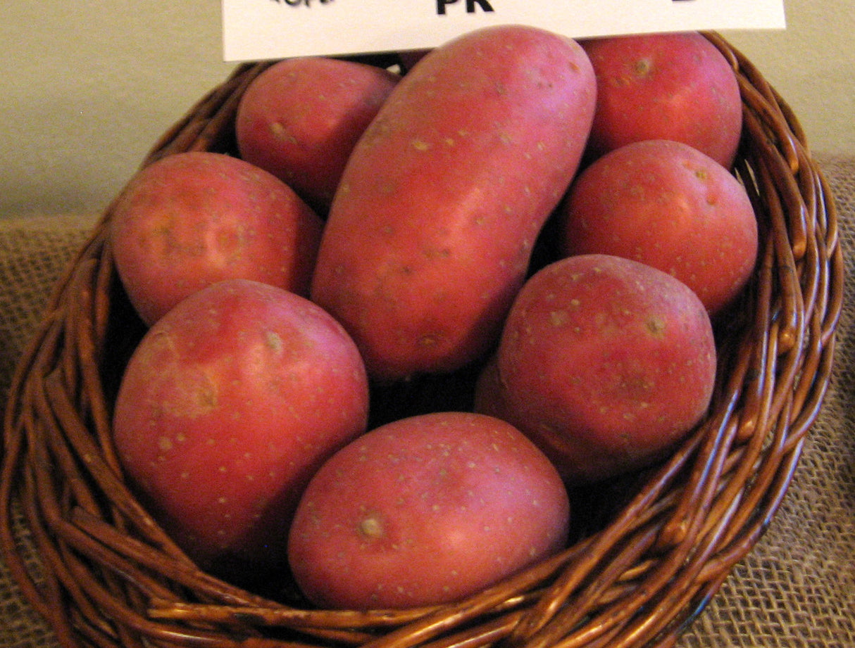 Plantation de pomme de terre Laura (rouge) 25/35 moyennement tardive (choisir le poids)