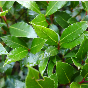 Eetbare Laurier (laurus nobilis) BIO