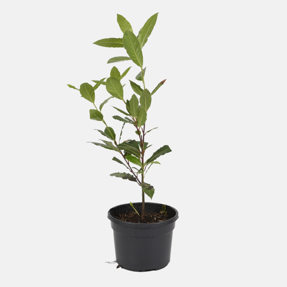 Eetbare Laurier (laurus nobilis) BIO