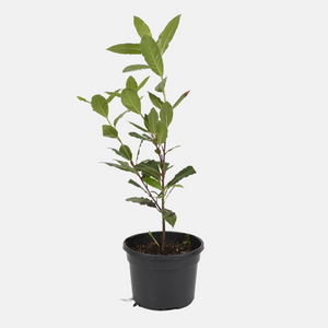 Eetbare Laurier (laurus nobilis) BIO