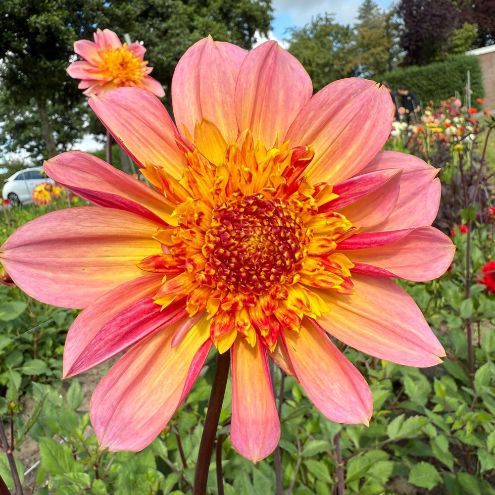 Dahlia 'Lava Glow'