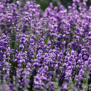 Lavendel (lavandula intermedia) - 'Vera' BIO