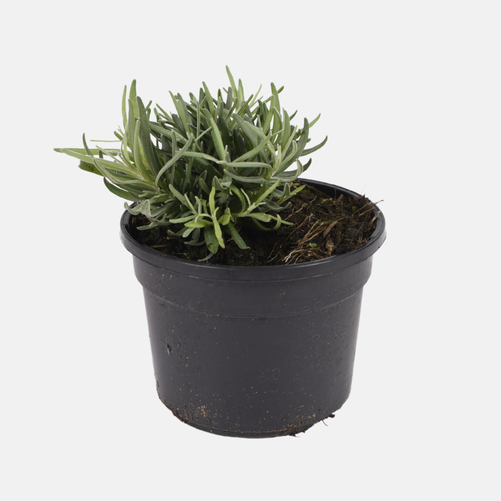 Lavendel (lavandula intermedia) - 'Vera' BIO