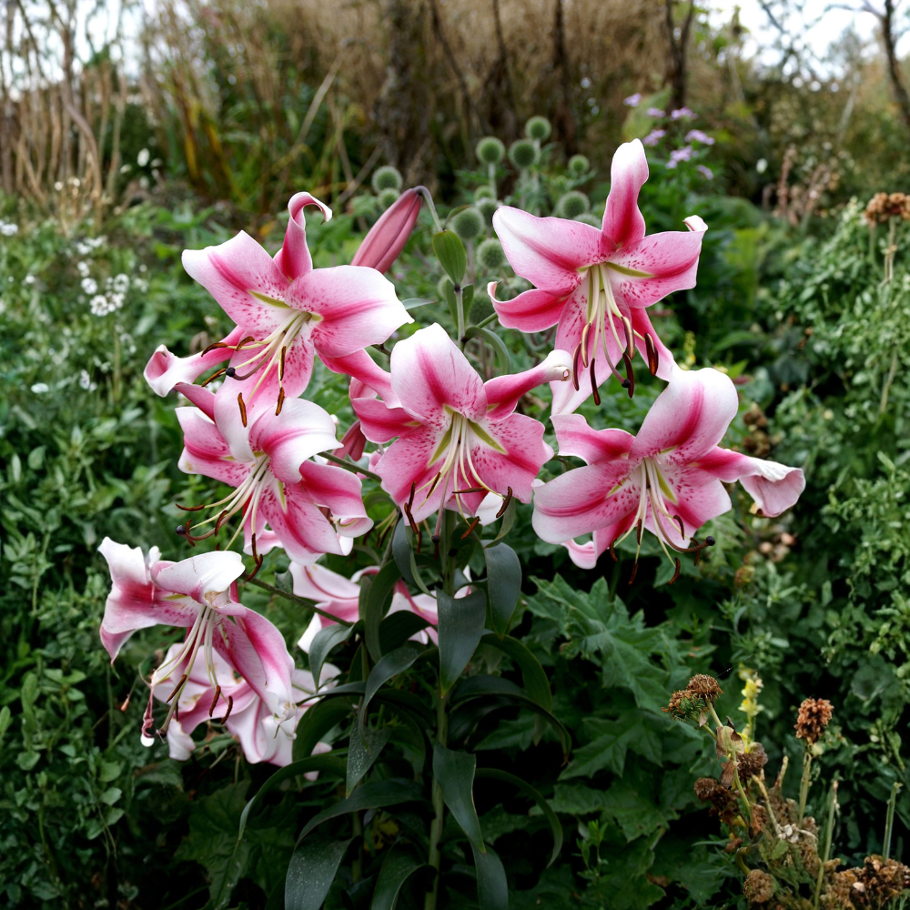 Lys arborescent 'Anastasia' - 1 pièce