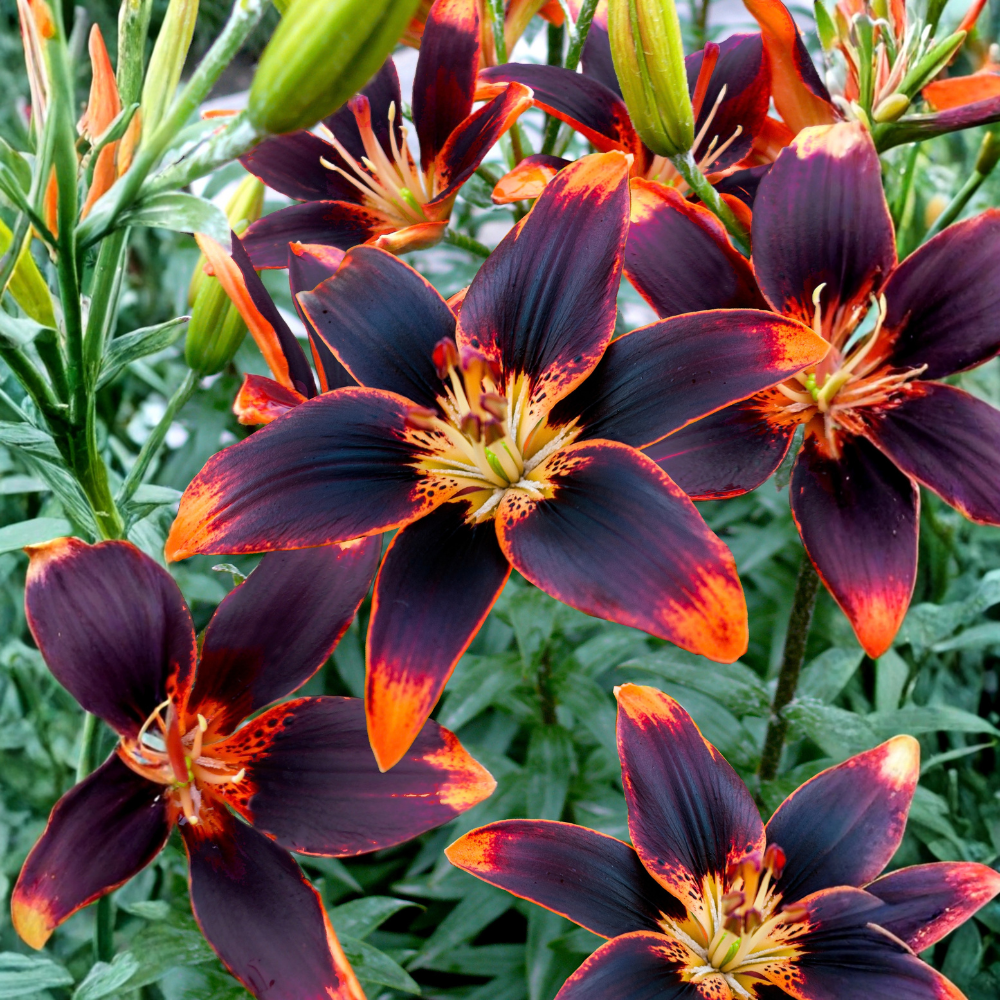 Crinum 'Powellii' - 1 piece