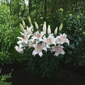 Lys 'Muscadet' - 5 pièces