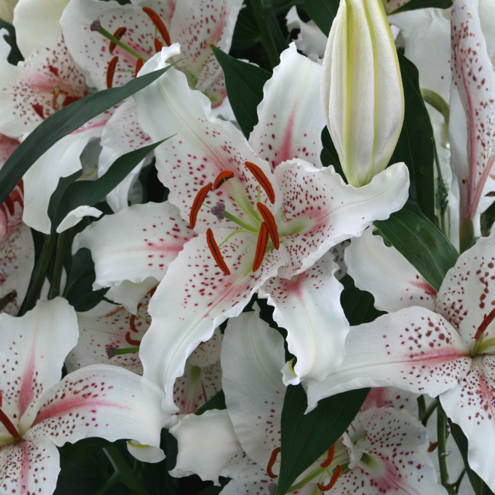Lys 'Muscadet' - 5 pièces