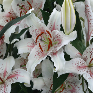 Lys 'Muscadet' - 5 pièces