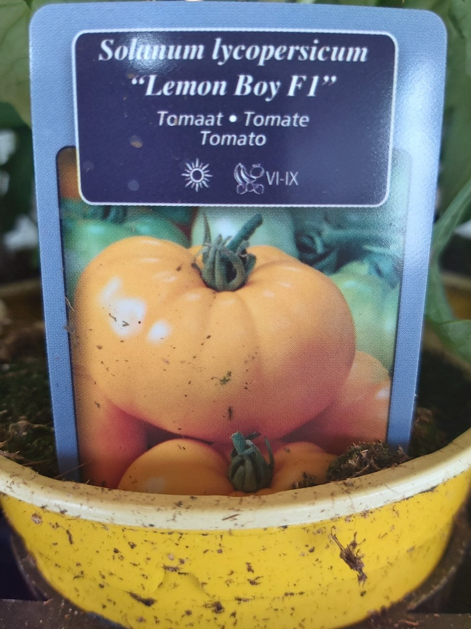 Tomate de boeuf ''Lemon Boy F1'' (jaune) en pot 1 plante 